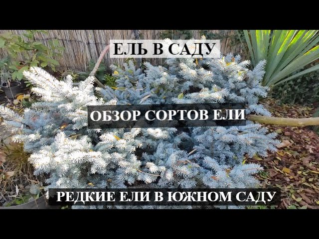 Сад И Ели Фото