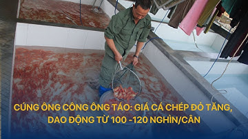 Cúng ông Công ông Táo: Giá cá chép đỏ tăng, dao động từ 100 -120 nghìn/cân | VTVINDEX