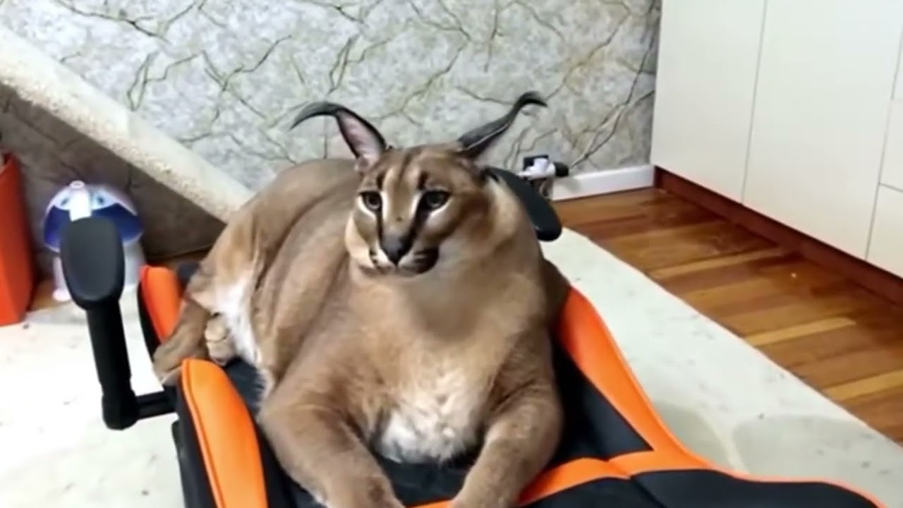 Floppa Gaming Chair YouTube