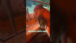 แปรงขนวัว (Cattle Brush) #วัวบรามันเลือด100  #วัวลูกผสม #วัวอารมณ์ดี