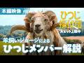 ＜🐏羊飼いジョージのひつじメンバー紹介🐏＞『ひつじ探偵団』本編映像🔍全国の映画館で大ヒット上映中🍀