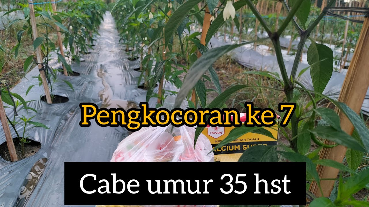 #cmk#lokal#indrapurareborn#part7 pengkocoran / pemupukan cabe usia 35 hst