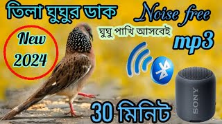 spotted dove call/Dove bird sound /gugu pakir dak /ঘুঘু পাখির ডাক/ঘুঘ পাখি  /bmmedia1