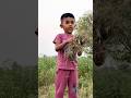 शहरातला शिवांश आज शेतात! 🐄 गायींसाठी चारा काढताना | Cute शेतकरी 👩🌾 #shorts