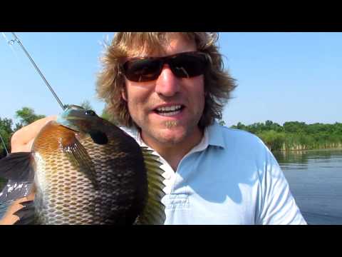 Video Catfish tail