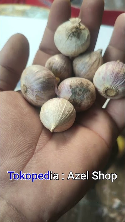 Bawang Putih Tunggal atau Lanang - Apa itu dan Apa Manfaatnya