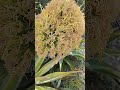 This #flower is #strong #honey #producer