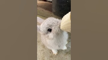 Cute Rabbit Eating banana #cute #cuterabbit #cutebunny #rabbiteating #bunnyeating