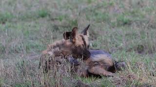 African Wild Dogs, Gorongosa NP, Mozambique