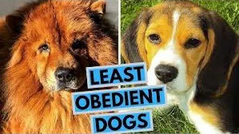 Which Dog Breeds Are Truly ‘Untrainable’? Find Out!