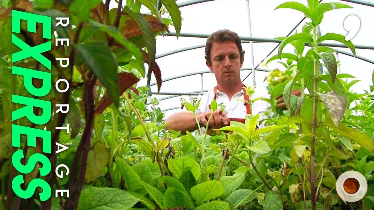 La menthe les secrets de la plante la plus fraiche de l'été