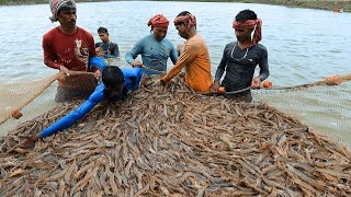 Hasil Udang Dan Cirri-Ciri Panen Vannamei Udang