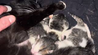 A wee peak at the kittens ( about 5 hrs old ) ✨