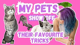 OFFICIALLY Introducing ALL my Pets, their “Issues” and their FAVOURITE tricks!