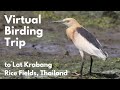 Birding Trip in Bangkok, rice field birds at Lat Krabang | Birding in Thailand