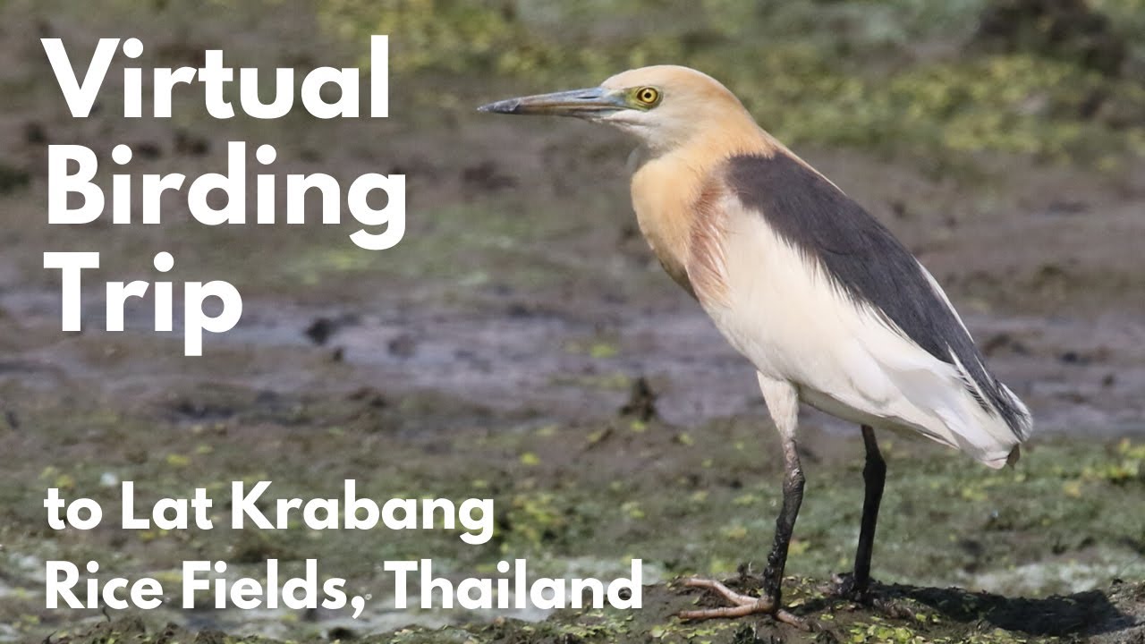 birding tour bangkok