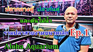 ร้านนี้มีแต่ปลาสวยๆ Aloha Aquarium Ep.1 #NCO544