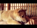 柴犬もも ２歳になりました Shiba Inu Momo's birth day