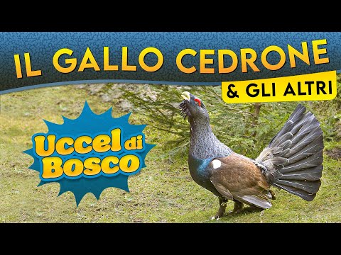 Video: Stile di vita e habitat del gallo cedrone