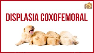 Pernas lesões cães nas de