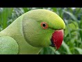 Parrot Calling Sounds | Natural Parrot Sounds | Parrot Voices