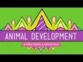 Animal Development: We're Just Tubes - Crash Course Biology #16