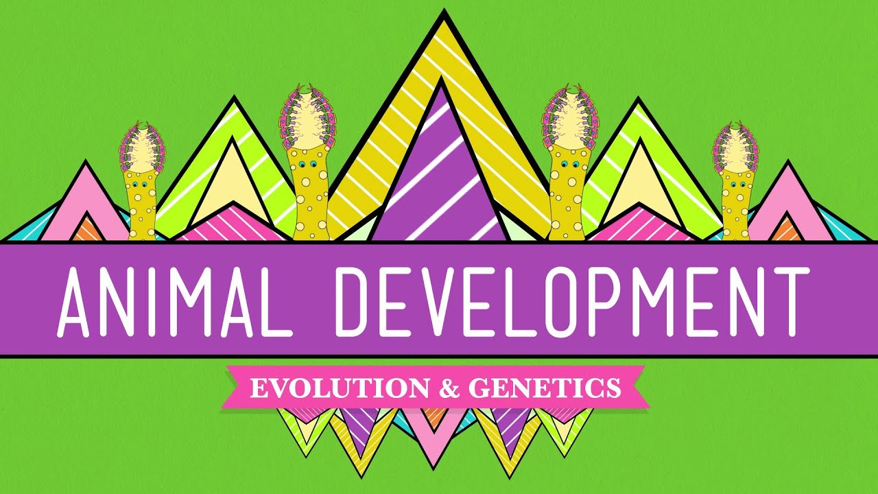 Animal Development: We'Re Just Tubes - Crash Course Biology #16