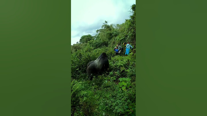A massive silverback gorilla moves through the jungle past tourists #animals #danger #photographer