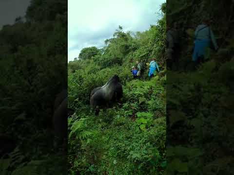 Video: Kalnu gorilla: foto, apraksts