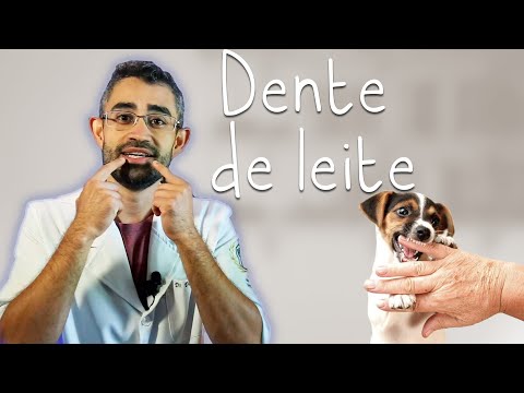 Vídeo: Cão tem dentes de leite?