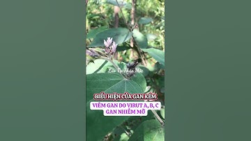 Viêm gan do virus A, B , C #benhgan #phunu #ganyeu #lamdep #giaidoccan #nonggan #thuocnam #viemgan