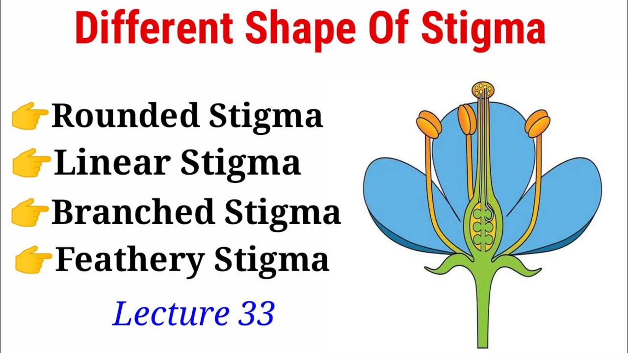 Different Shape Of Stigma (Lecture 33) In Hindi/Urdu.