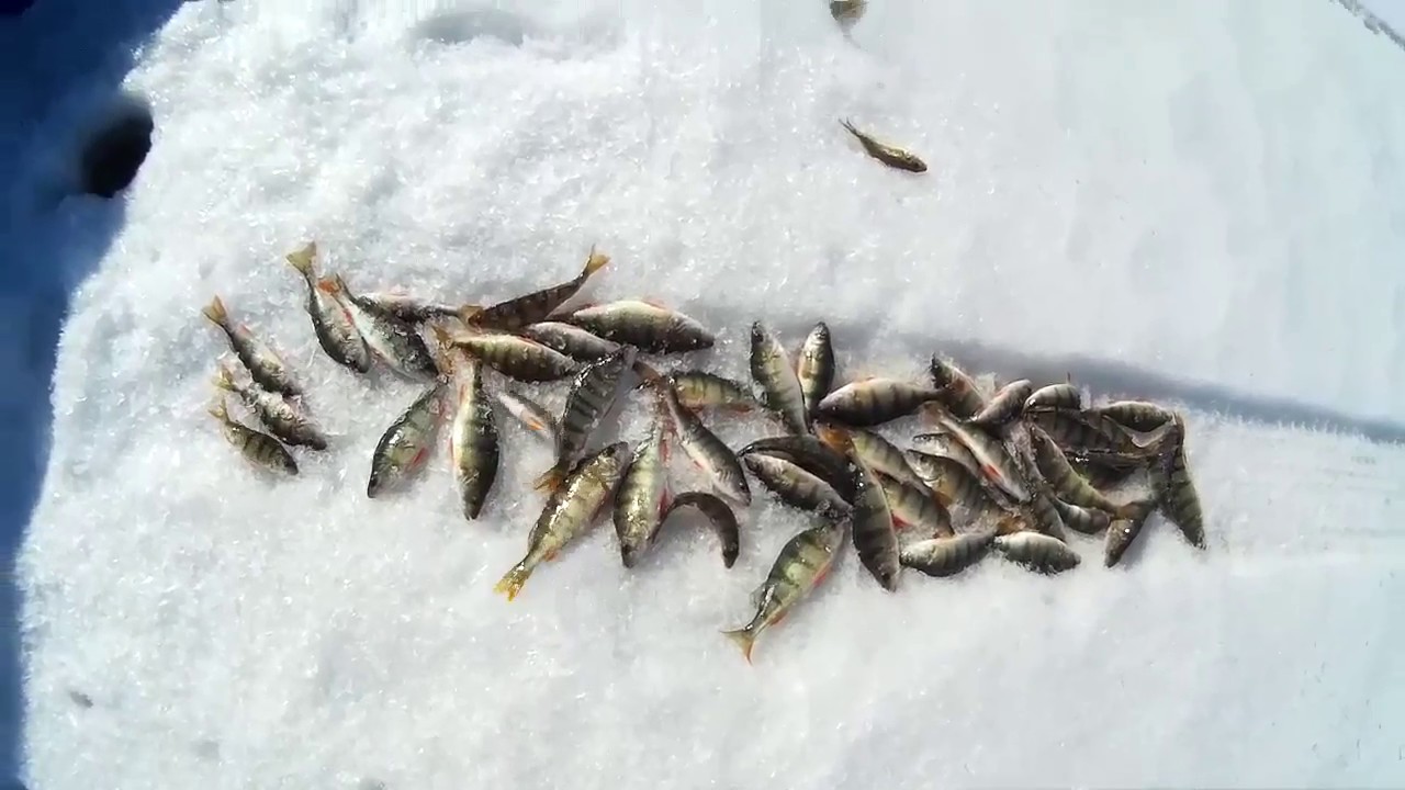 Рыбалка на Ангаре. Весна пришла и рыба. Ворона воровка. - YouTube