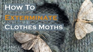 How To Exterminate Clothes Moths? 🦋 | Kirby Allison