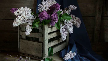 Snake - Ceriņu Laiks