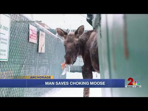 Man saves moose choking on a plastic bag