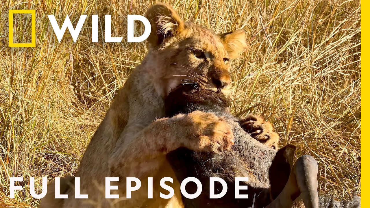 ⁣Wildlife Wars: Nature's Most Epic Brawls (Full Episode) | Animal Fight Night