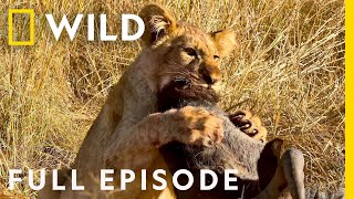 Wildlife Wars: Nature's Most Epic Brawls (Full Episode) | Animal Fight Night by Nat Geo WILD 265,296 views 3 weeks ago 44 minutes