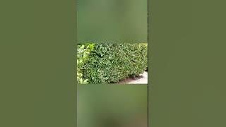 trip chevilli resort & camp.bersama unit overlanders selalu di hati