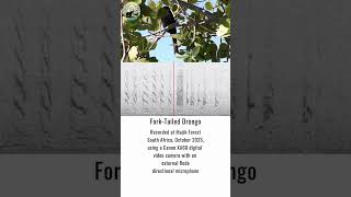 Fork-Tailed Drongo | Making Africa Heard Sound Library