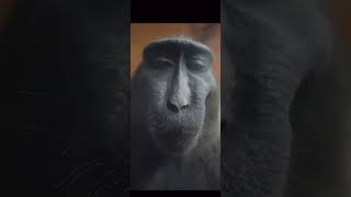 Rizz Monkey Edit