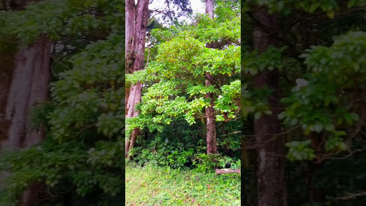 Природа Коста-Рики! Naturaleza de Costa Rica! 