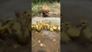 A group of ducklings emerged from the spring. Cute pet dogs. Golden Sun Original