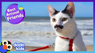 Cat With A Mustache Is Sent To His Room Until He Can Play Nice | Dodo Kids | Best Animal Friends