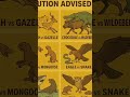 “Wild Animal Battles: Cheetah vs Gazelle, Crocodile vs Wildebeest &amp; More#Wild Clashes #Animal Battle