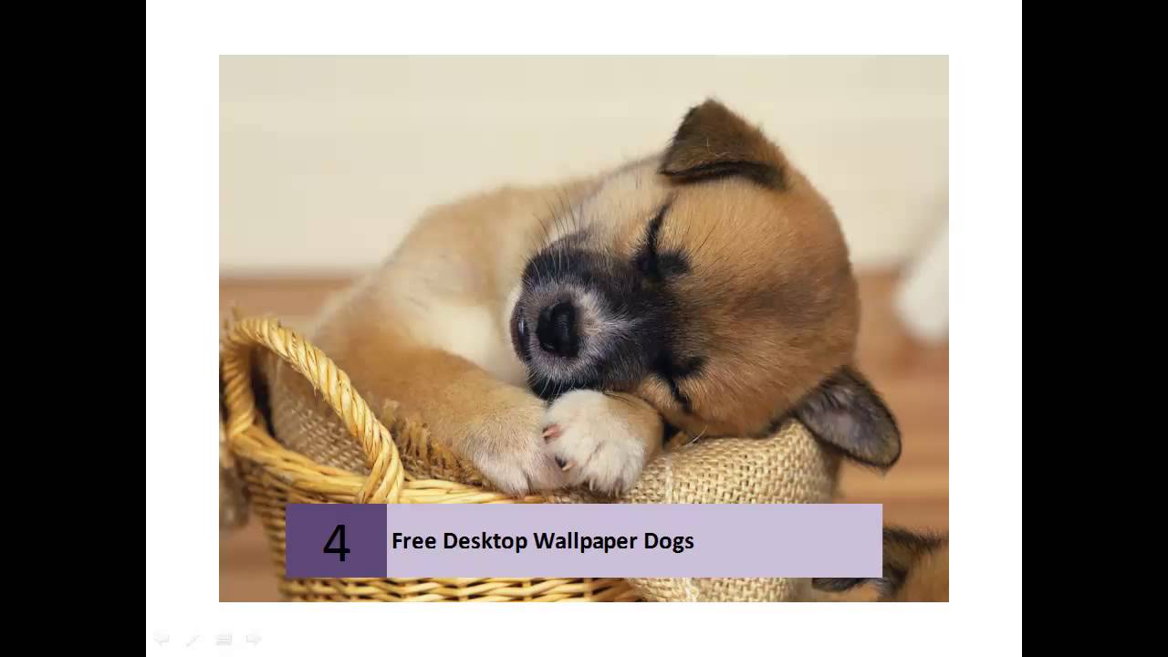 Free Dog Lovers Desktop Wallpapers - YouTube