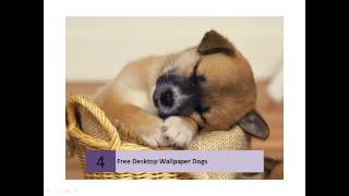 Free Dog Lovers Desktop Wallpapers screenshot 2
