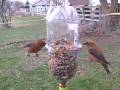 Red Crossbills at my feeder.