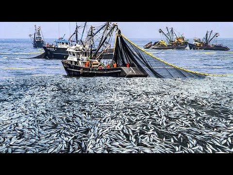 Amazing Big Nets Catch Hundreds Tons Of Commercial Herring On The Modern Boat - Biggest Fishing Net