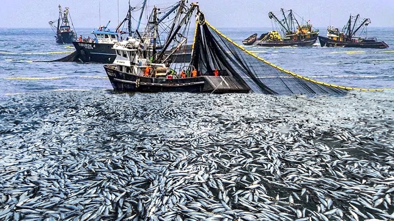 Amazing big nets catch hundreds tons of commercial herring on the modern  boat - Biggest Fishing Net 